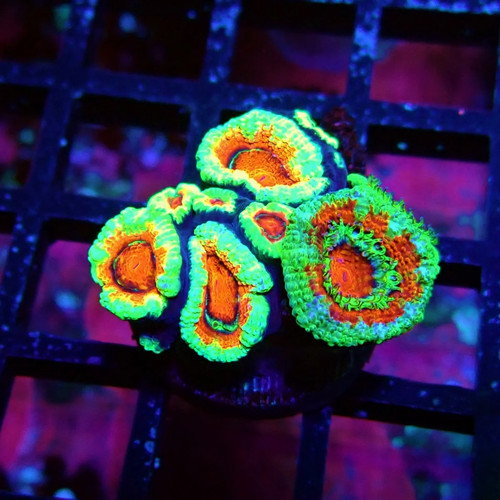 Wysiwyg acan lord coral - -,