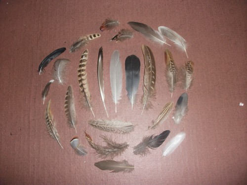 Natural birds feathers - ,