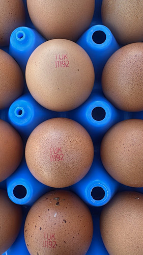 Free range chicken eggs - range,
