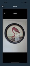John James’s Flamingo Print