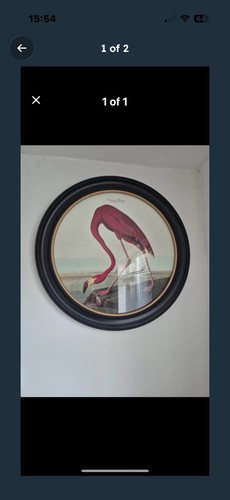John james flamingo - james’s,