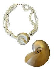 Beautiful White Pearl Nautilus