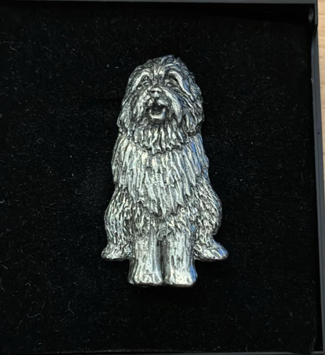 Bearded collie dog - bearded,