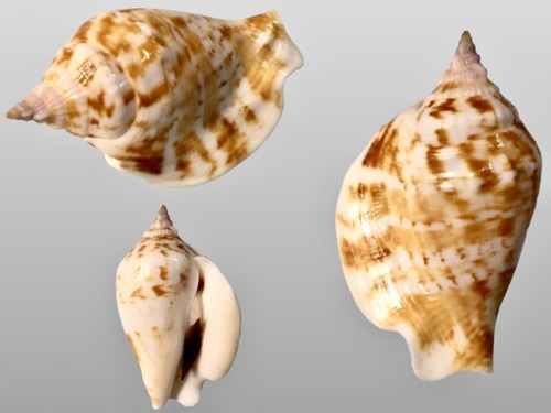 Strombidae dolomena dilata - dolomena,