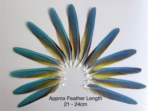 Parrot macaw feather crafts - macaw,
