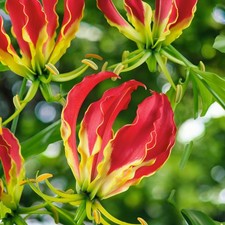 Gloriosa Rothschildiana Summer