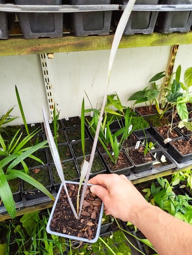 Bismarckia nobilis cm - bismarckia, pot