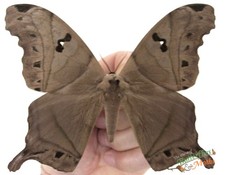 Titaea Lemoulti Tropical  Silk