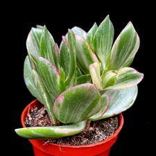 Crassula Ovata Variegated