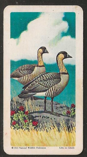 Brooke bond - brooke,
