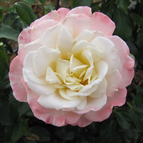 Titanic 5lt potted - -, 5.5lt