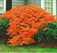 Azalea Japonica Orange 2L Pot Hardy Flowering Evergreen Shrub Free Delivery