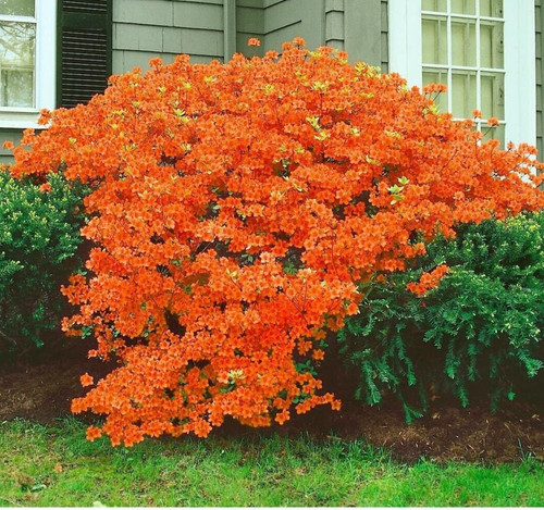 Azalea japonica orange pot - orange, 2l
