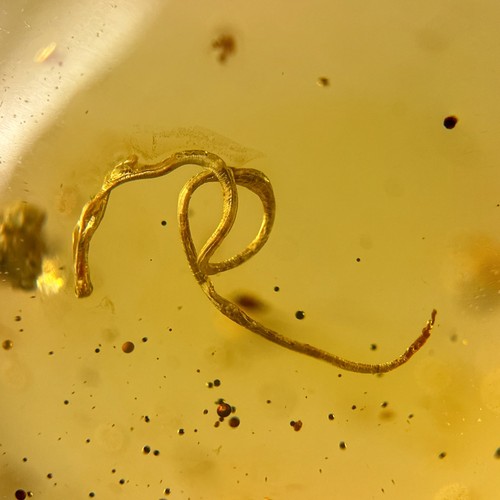 Nematode parasitic worm - nematode,