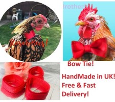 Cockerel rooster quiet - rooster, no