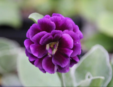 Primula Auricula Purple Pip