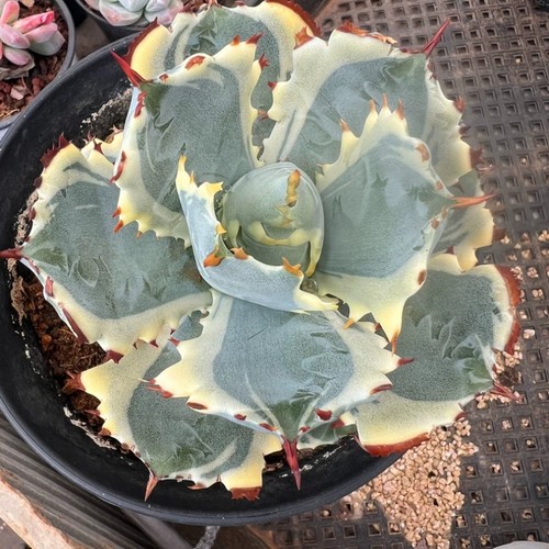 8cm succulent cactus agave - 8cm,