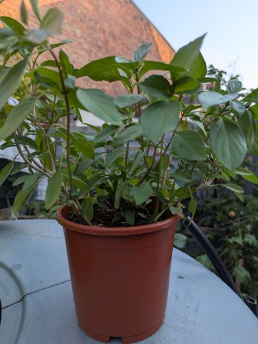 Thai basil pot - basil,