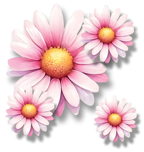 Light pink daisy - light,
