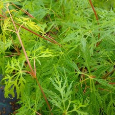 Japanese Maple Tree, Emerald