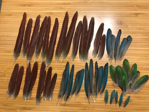 Feathers exotic bird - , conure