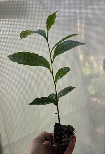Camellia sinensis tea live - camellia,