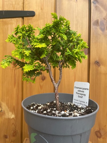26cm hinoki cypress bonsai - cypress, in