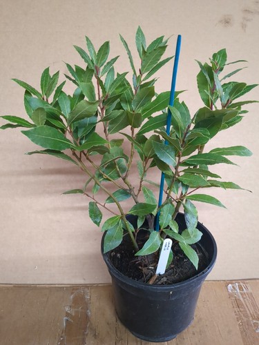 Bay tree plant laurus - tree, *
