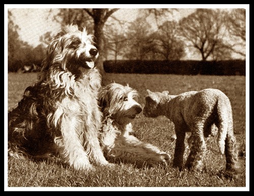 Bearded collie dogs and lamb - bearded,