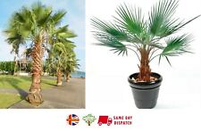 Washingtonia Robusta | Mexican