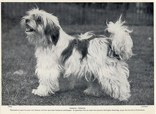 TIBETAN TERRIER LOVELY OLD ORIGINAL DOG PRINT FROM 1934