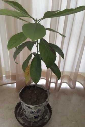 Avocado seedlings