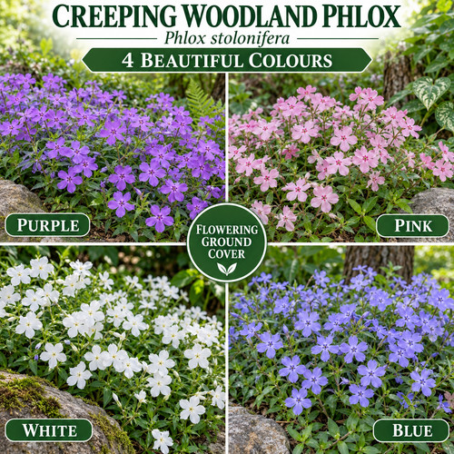 Phlox stolonifera seeds - phlox,
