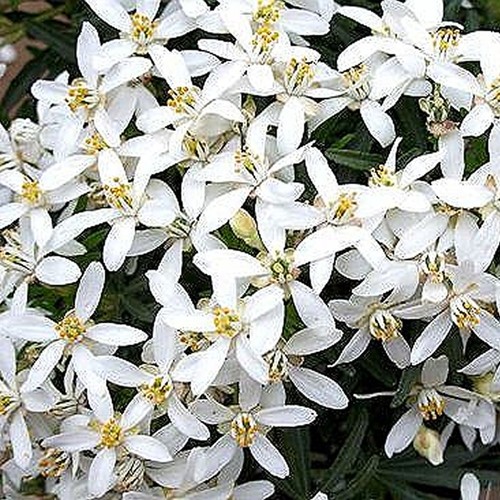 Choisya white dazzler mexican - choisya,