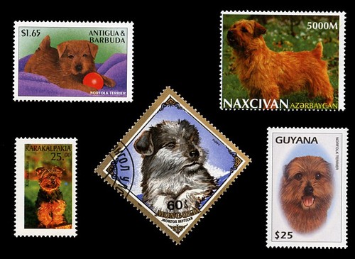 Norfolk terrier norwich dog - norfolk,