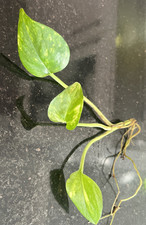 Golden Pothos Trailing Vine Plant Cutting Devils Ivy well Rooted Cutting 20cm 