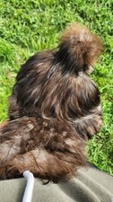 Silkie Fertilized Eggs