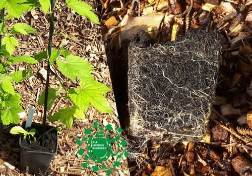 Hop plant collections - collections,