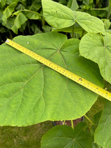 Paulownia tormentosa foxglove - paulownia,