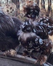 Silkie hatching eggs 6