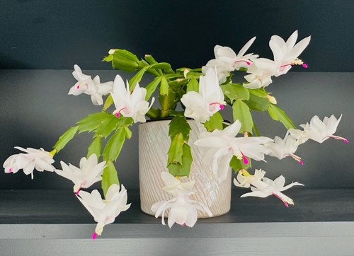 White christmas cactus rooted - christmas,
