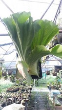 Staghorn Fern Platycerium
