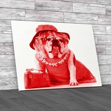 Fashionable Female English Bulldog In Stylish Red Canvas Print Large Picture