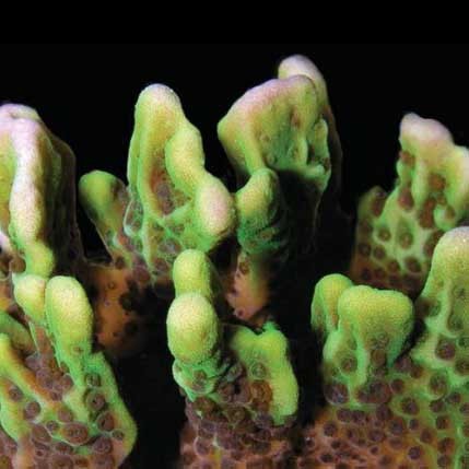Aquacultured spongodes coral - aquacultured,