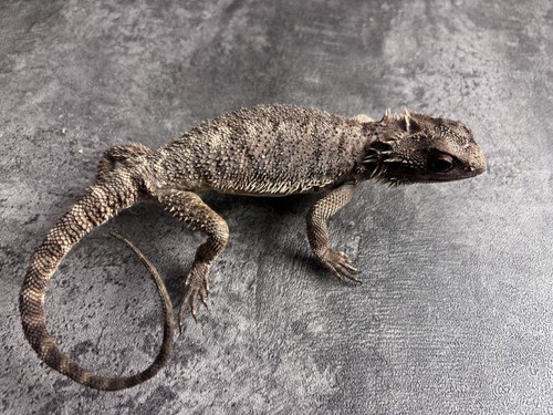 Pogona vitticeps pine - pogona,