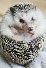 HEDGEHOG *** HEDGEHOG ***