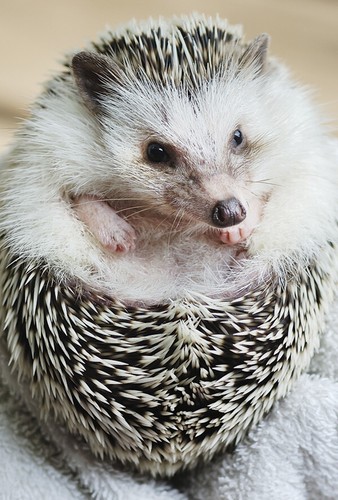 Hedgehog - ***,