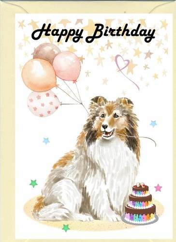 Shetland sheepdog sheltie - shetland, /