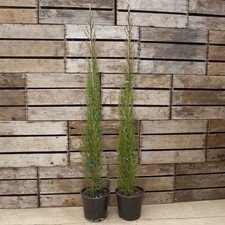 Italian Cypress Trees (2-Pack)