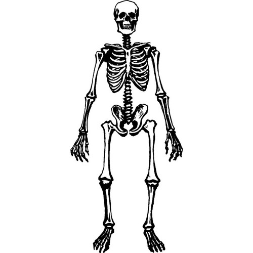 Skeleton bones unmounted - 'skeleton, bones'